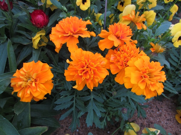 BUGA2011   083.jpg